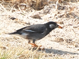 Nh