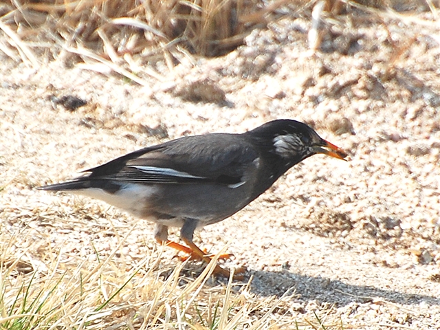 Nh