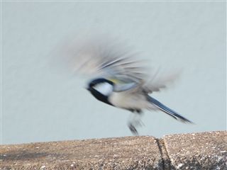 VWEJї