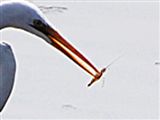 野鳥たちのエサ取りシーン