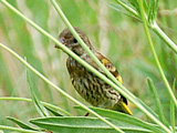 カワラヒワ
