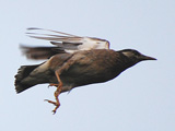 ムクドリ