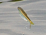 笹が瀬川に住む魚