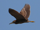 VSC
