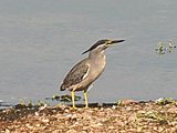 VSC