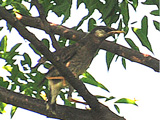 Nh