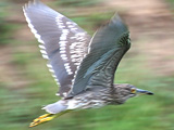 VSC